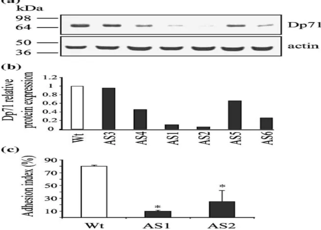 Figure 1. Decreased expression of Dp71f is related  to deficient adhesion to laminin in the PC12  cells