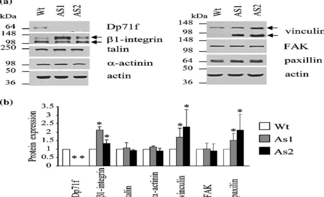Figure  3.  Expression of  the  adhesion-associated  proteins  in  the  wild-type  and  antisense-Dp71  PC12  cells