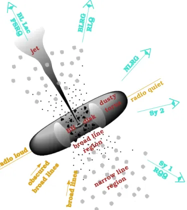 Figure 1.6: Active Galactic Nuclei unification model as described by Urry and Padovani [58]
