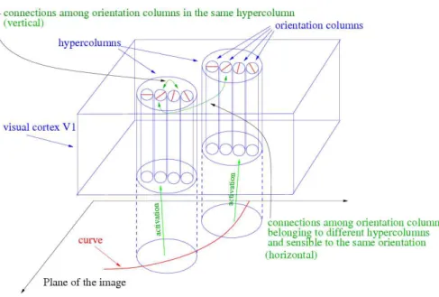 Figure 2. A scheme of the primary visual cortex V1.