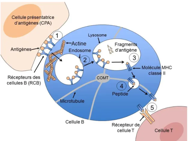 Figure   16.  Schématisation  du  procédé  d’internalisation  des  antigènes  dans  la  cellule  B  lié  au  trafic  intracellulaire