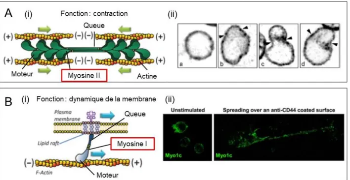 Figure   27.  Présentation  des  myosines  I  et  II  et  de  leur  rôle  chez  les  cellules  B