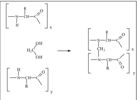 Figure  13 : Schéma réactionnel de l’action du formol sur le groupement amide des acides aminés  [Stephanis et al., 1998] 