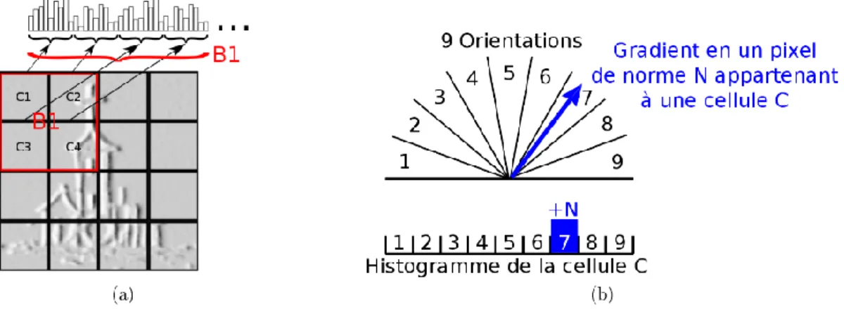 Figure 24 : Construction du HoG d'une image: (a) découpage en blocs et formation de l'histogramme des blocs adjecents,  (b) vote d'un pixel selon l'orientation de ses gradients 