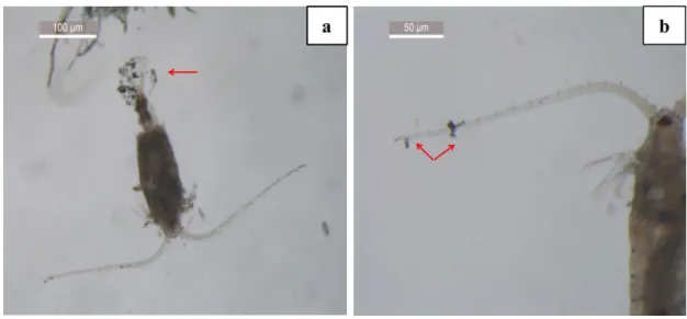 Fig.  1  Aggregates  of  nickel  oxide  nanoparticles  (NiO  NPs)  visible  by  microscopy  834 