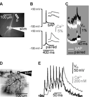 FIGURE 2. Combining V m  and Ca 2+  imaging (A) Area of optical recording of a CA1 hippocampal pyramidal neuron filled with  the voltage sensitive dye JPW1114 and with the Ca 2+  indicator Bis-Fura-2 (300 µM); two regions a and b and the position of  the s