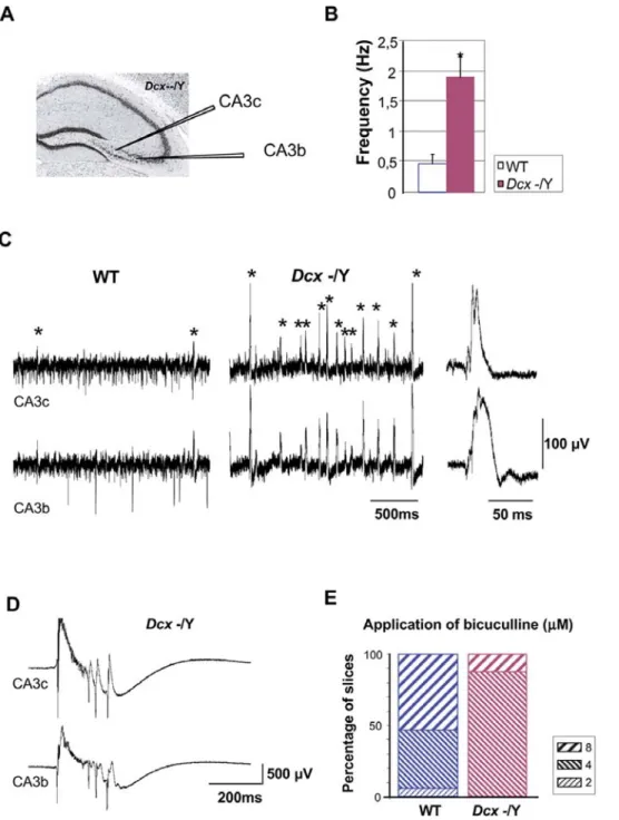Figure 6. Enhanced Excitability and Lower Threshold for Epileptical Events in Dcx KO Hippocampal Slices