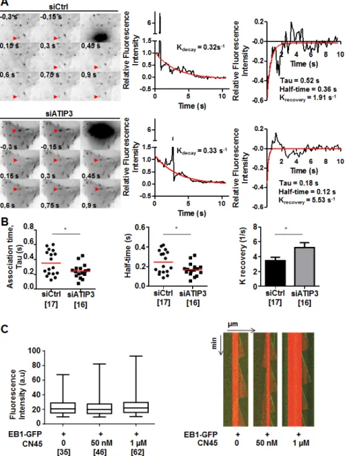 Figure 5: ATIP3 silencing increases EB1-GFP exchange on MT ends.  A. Representative example of time lapse imaging of HeLa  cells expressing EB1-GFP