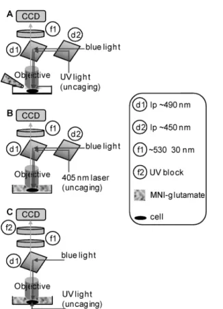 Figure  1.  Configurations  for  simultaneous  Ca 2+   imaging  with  green  fluorescent  dyes  and  uncaging
