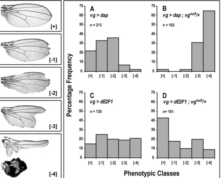 Figure 4: Effects of cell cycle gene expression in different vg backgrounds.  