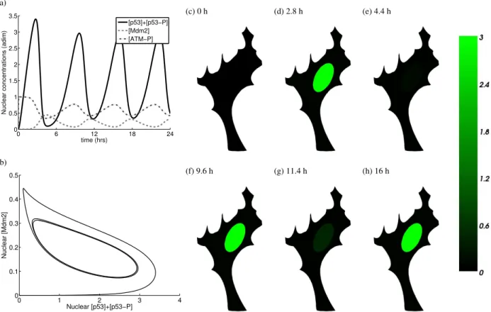 FIGURE 2. (a) Nondimensionalised solution of the 2D p53 system: nuclear concentrations of p53 (p53 and p53-P), Mdm2 and ATM-P proteins