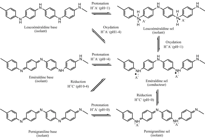 Figure 1.8- Schéma de conversion entre les différentes formes de polyaniline [4]. 