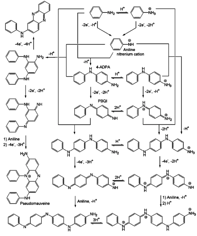 Figure 1.10- Premières étapes lors de l’oxydation de l’aniline et des cations anilinium  par l’APS dans l’eau [69] 