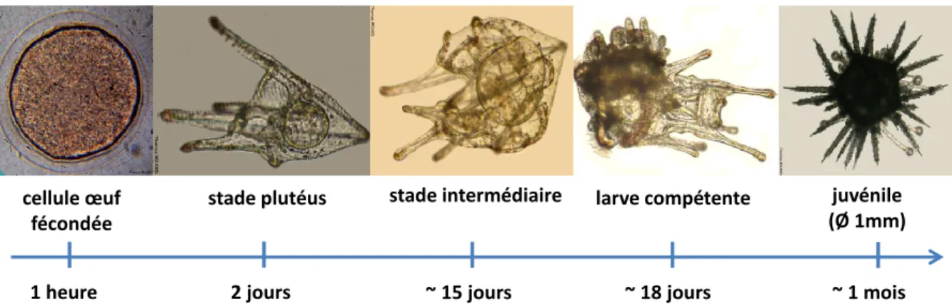 Figure 3 : Chronologie du cycle de vie de l'oursin Paracentrotus lividus (© T. Miard et S