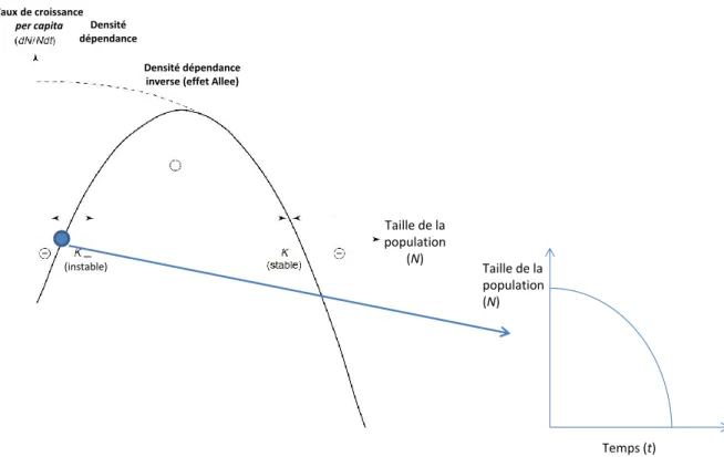 Figure 12 : évolution du taux de croissance et de la taille d'une population soumise à l'effet Allee