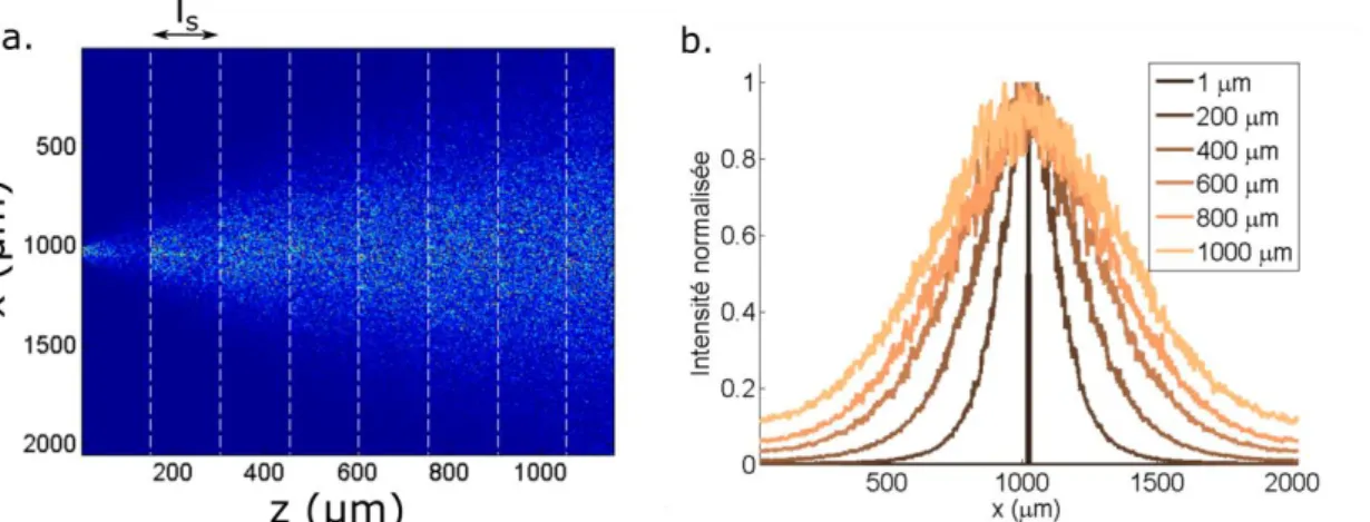 Figure 7. Simulation numérique de la propagation d’un faisceau collimaté à travers un milieu  diffusant anisotrope présentant les mêmes propriétés de diffusion que le cortex d’une souris
