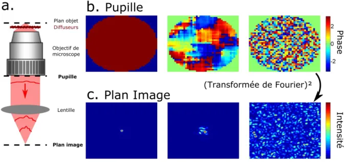 Figure 12. Déformation du front d’onde dans la pupille. A. Un point source est imagé à  travers un milieu diffusant par un objectif de microscope et une lentille