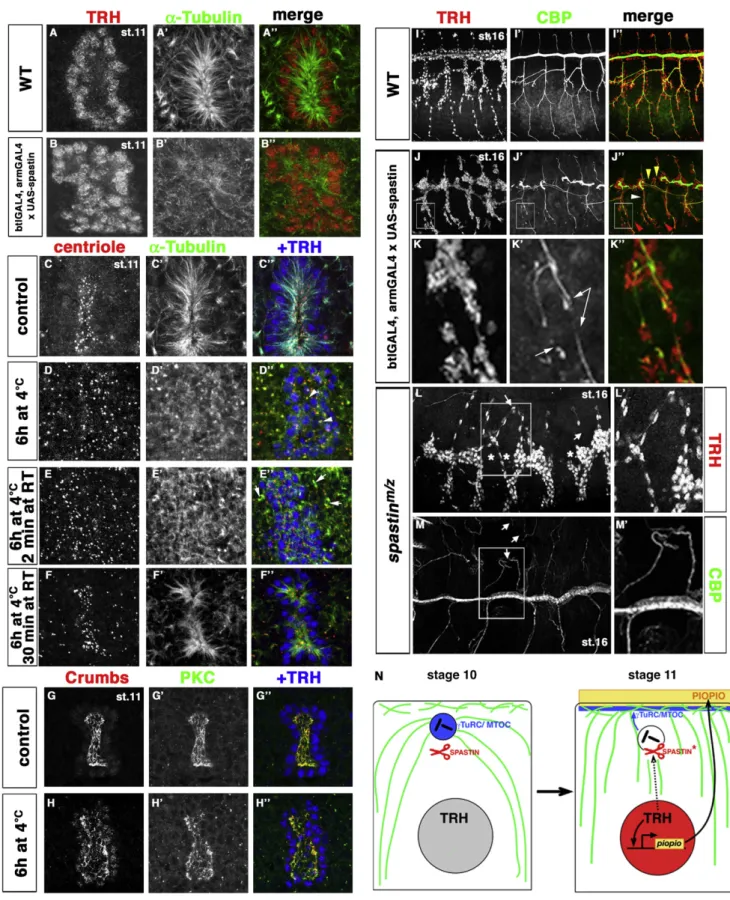 Figure 6. MTs Are Critical for Specific Tracheal Function and Tracheal Morphogenesis