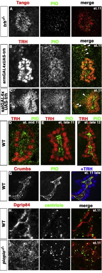 Figure 4. Piopio Is Required for g-TuRC Apical Anchoring (A) Pio is not detected in trh mutant tracheal cells.