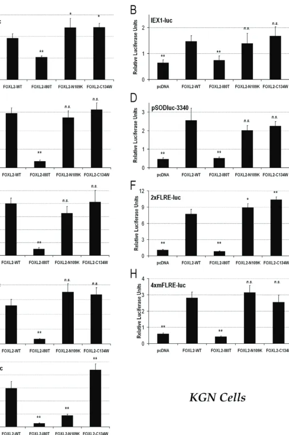 Figure 2. Luciferase assays show that the FOXL2-C134W variant seems fully functional in adult OGCT KGN cells