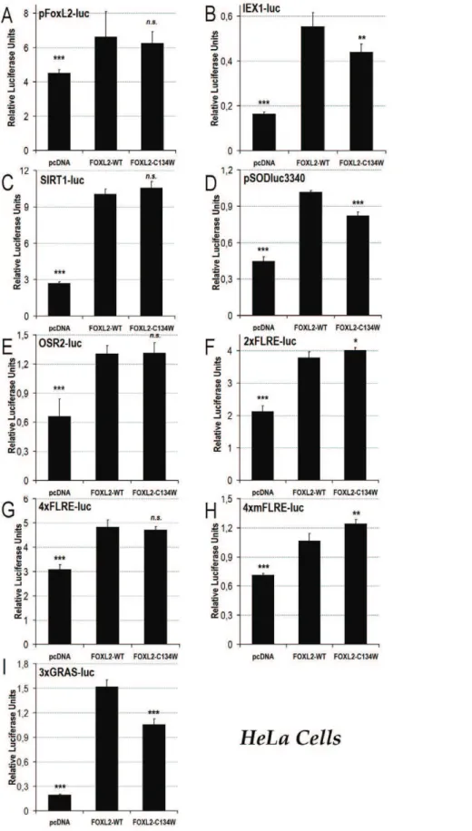 Figure 3. Luciferase assays show that the FOXL2-C134W variant seems functional in cervical cancer HeLa cells