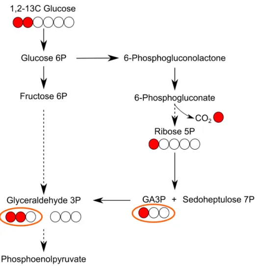 Fig 6. Scheme of the flow of carbon atoms from glucose through glycolysis and the PPP