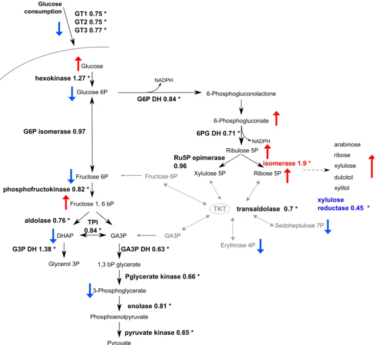 Fig 8. Relative shift in mRNA levels detected for the respective enzymes in glycolysis and the PPP by RNAseq analysis