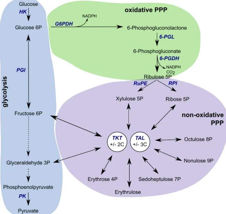 Fig 1. Pentose phosphate pathway. Glucose is phosphorylated into glucose 6-phosphate (G6P) by hexokinase (HK) and utilized further in glycolysis, shaded in blue, or channelled into the pentose phosphate pathway (PPP)