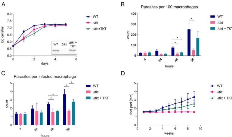 Fig 2. Growth of Δtkt cells in vitro and in vivo. (A) Growth of WT, Δtkt, and Δtkt + TKT promastigote cells in Homem medium over 5 days, n = 3