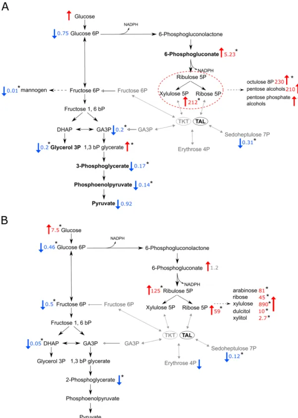 Fig 4. Relative changes in glycolysis and the PPP observed in metabolomic analyses. (A) Scheme of glycolysis and the PPP with indicated changes of metabolites detected by LC-MS analysis