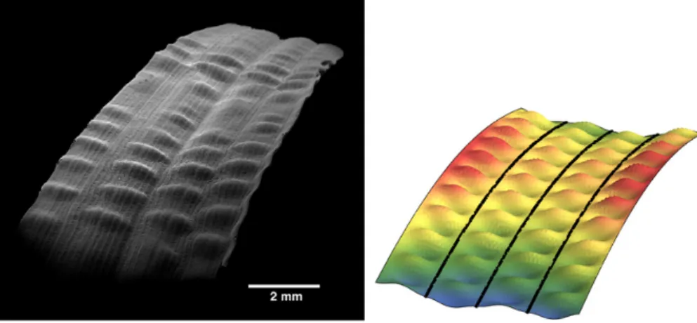 Fig. 3. Left: picture of a grass blade, courtesy of J. Dumais. Right side: representation of several destabilized Euler columns.