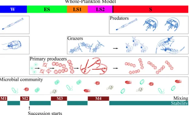 Fig 6. Conceptual representation of the whole-plankton model. The top coloured bar represents the periods identified from the clustering analysis based on biological variables (i.e