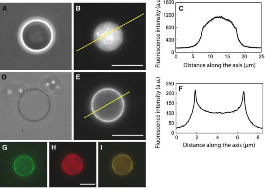 FIGURE 2 Triggering polymeriza- polymeriza-tion at the membrane. (A–D) Phase contrast microscopy (A and D) and epifluorescence microscopy (B and E) of actin