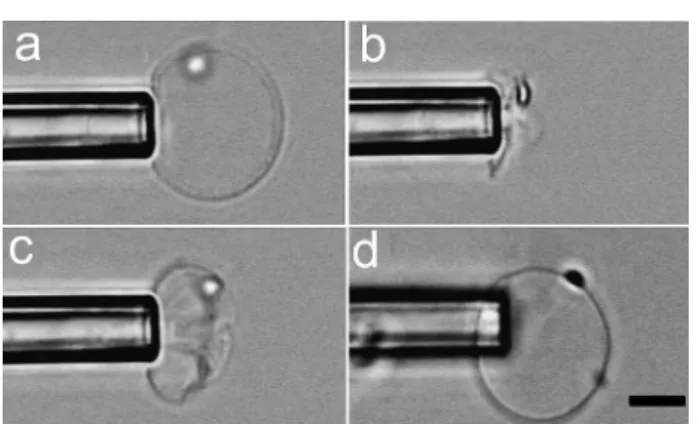 Fig. 6 Video sequence revealing a solid-like behavior of PEG-b-LCP polymersomes (here, PEG-b-PA444)
