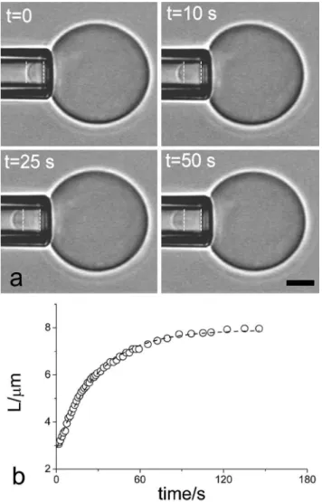 Fig. 8 Flow of the aspirated tongue of PEG-b-LCP vesicles. (a) Video sequence showing the slow increase of the tongue length upon increment of suction pressure at t ¼ 0
