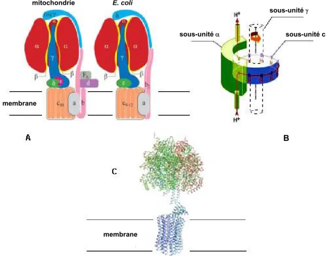 Figure 2 :  L’ATPase de type F –  (A) L’ATPase de type F est composée d’un stator et d’un rotor