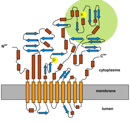 Figure 7  : Un modèle topologique des SERCA – Les segments transmembranaires sont illustrés  par les rectangles oranges