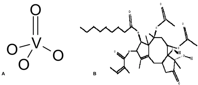 Figure 9 : Les deux principaux inhibiteurs des SERCA –   (A) La structure développée de  l’orthovanadate
