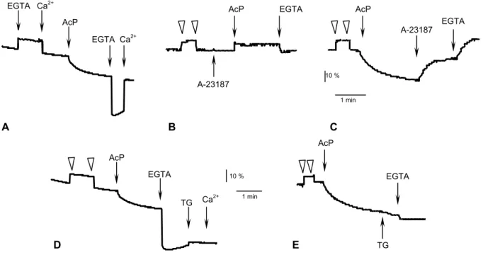 Figure 23 -  La formation du dérivé à bas niveau de fluorescence à partir d'AcP en présence  de Ca 2+  – La cuvette contient un tampon 50 mM MOPS-Tris (pH 7, 20°C), 0,1 M KCl, 5 mM MgCl 2  et  des vésicules de RS (1 mg/ml FITC-ATPase)