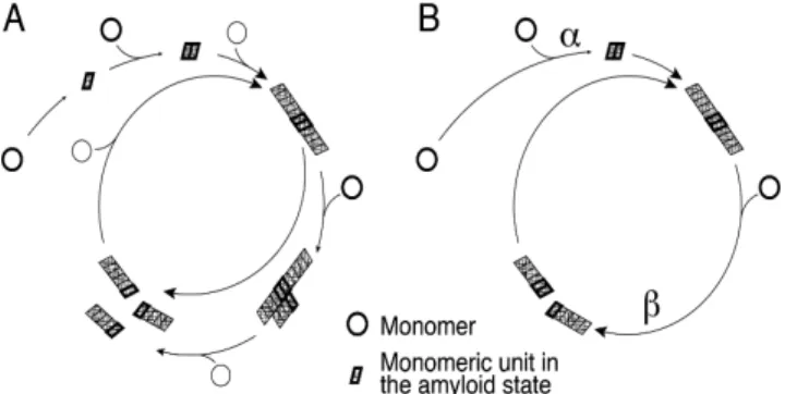 FIG. 1. (A) represents the complete model, with conforma- conforma-tion step, nucleaconforma-tion, and different possible secondary  path-ways: polymerisation, lateral polymerisation and  fragmenta-tion