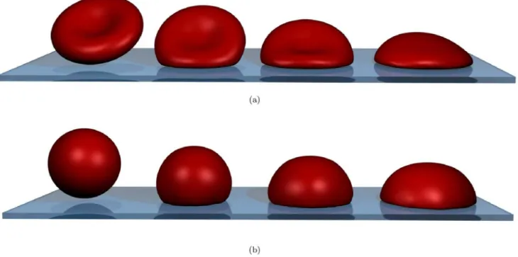 Figure 1. Simulated cell spreading of the red blood cell at three different time-points