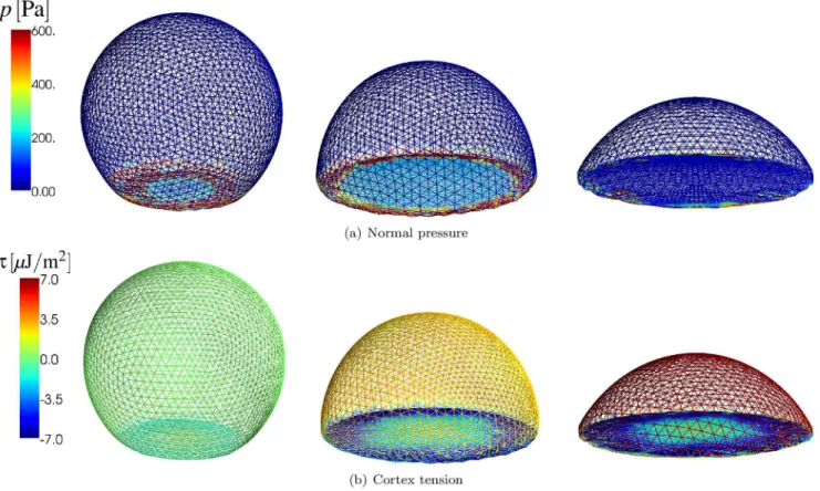 Figure 6. Normal pressure and cortex tension of a spreading RBC. (a) Normal pressure (the magnitude of the sum of all conservative forces projected onto the normal in that node) at different time points during cell spreading