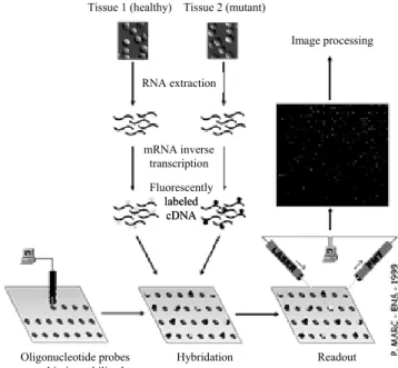 Figure 14: DNA chip principle 