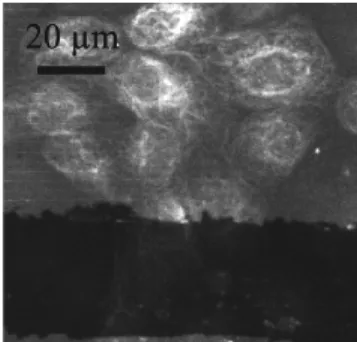 Figure 16: Cells imaging