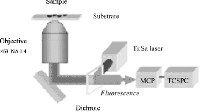 Figure 12: Time-resolved two photon microscope 