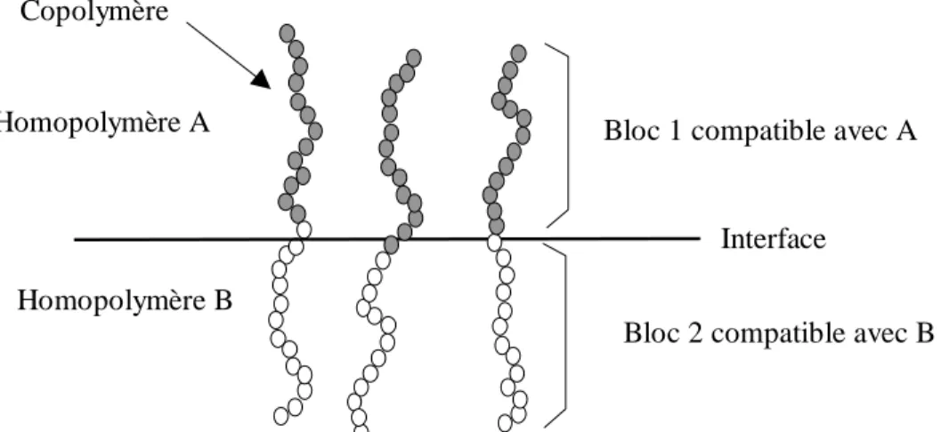 Figure 1. 17: Représentation schématique de chaînes connectrices à l’interface dans le cas de  diblocs 