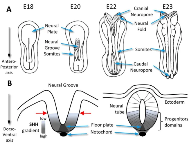 Figure 2: Neural tube closure and patterning. 