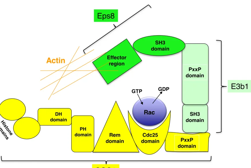 Figure 2D PxxP domainRemdomainDHdomainPHdomainCdc25domainRac