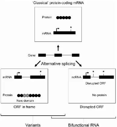 Figure 1. Influence of alternative splicing events on the transcriptional output of 