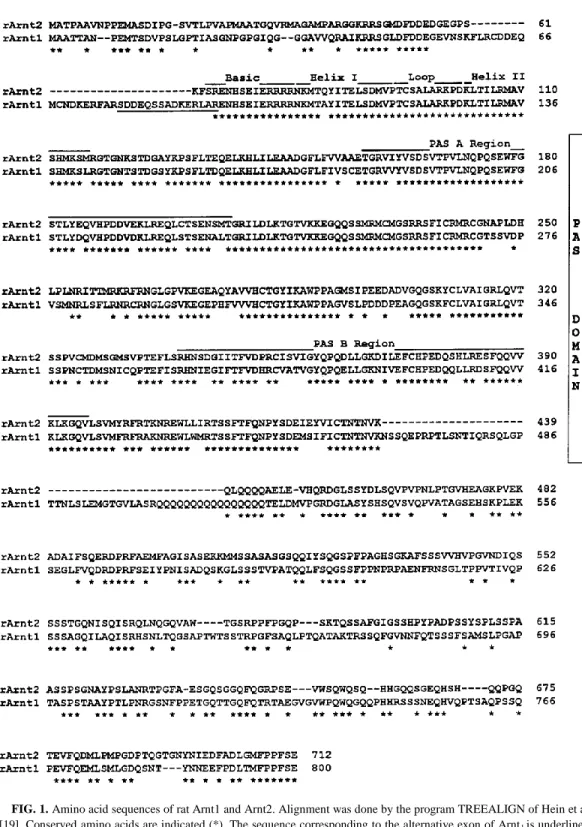 FIG. 1. Amino acid sequences of rat Arnt1 and Arnt2. Alignment was done by the program TREEALIGN of Hein et al